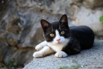 why quarantine a stray cat