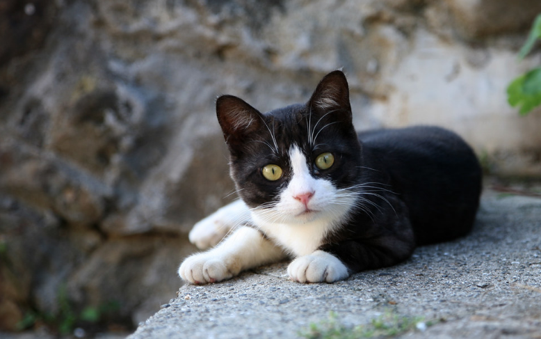 why quarantine a stray cat